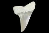 Fossil Mako Tooth - Lee Creek (Aurora), NC #142322-1